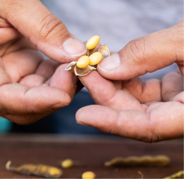 Two hands holding a soybean pod with three yellow soybeans inside.